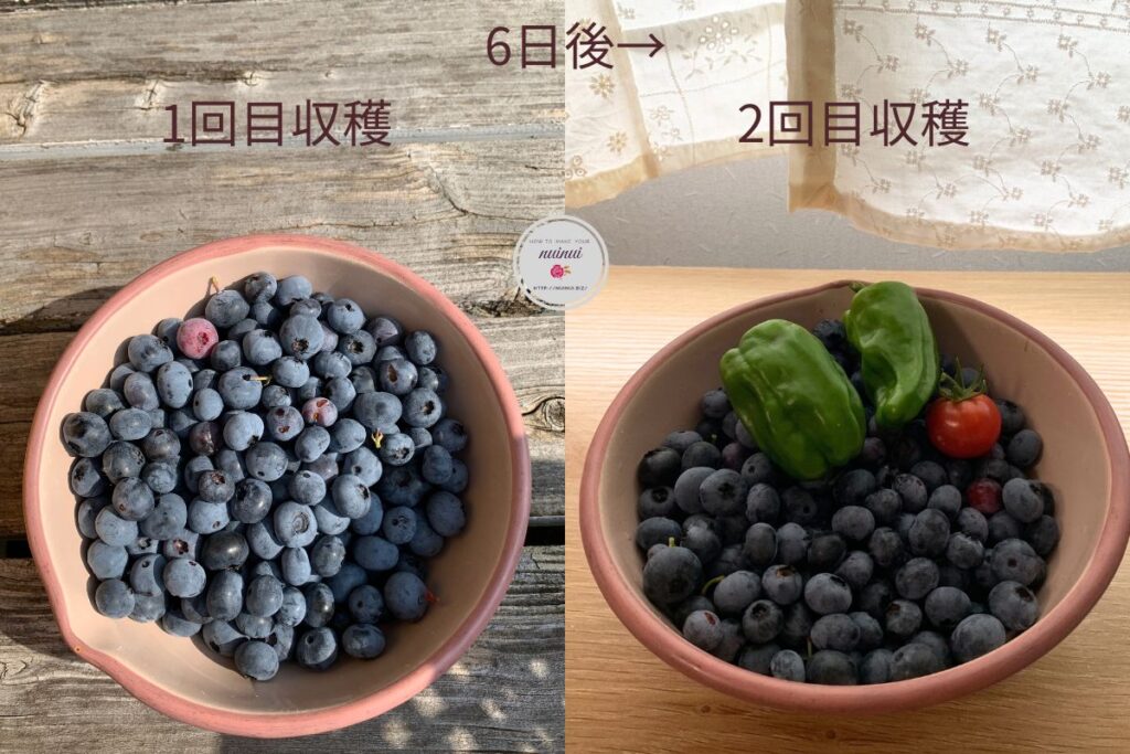ブルーベリー収穫記録